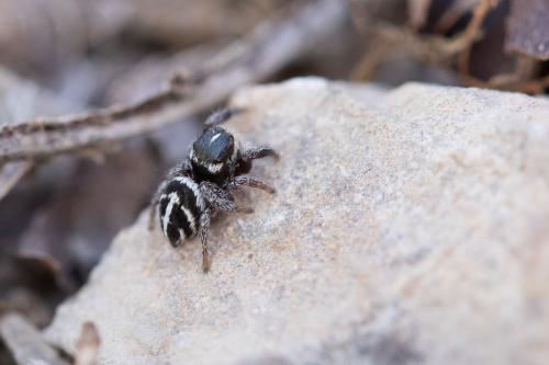 Pellenes nigrociliatus